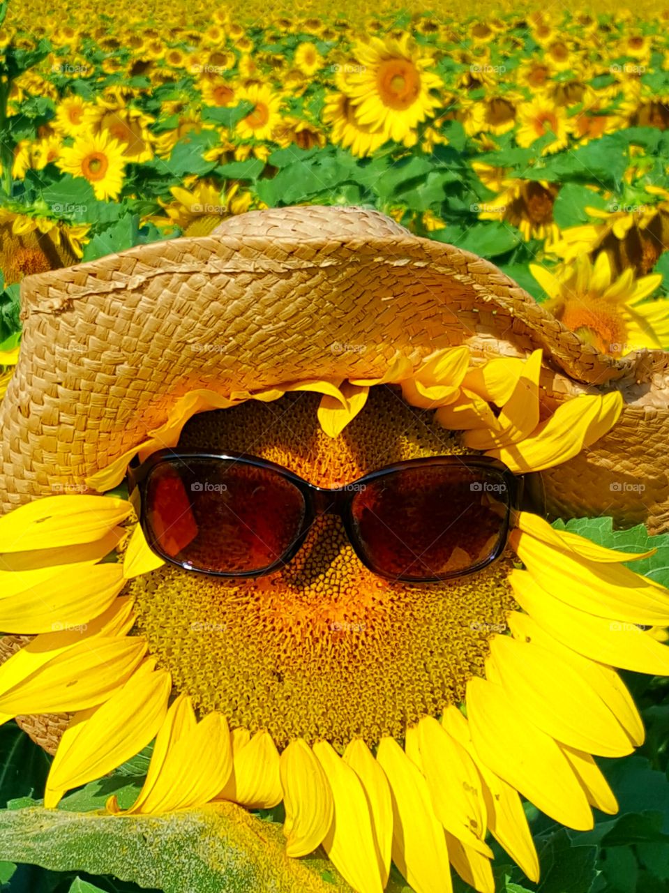 happy sunflower