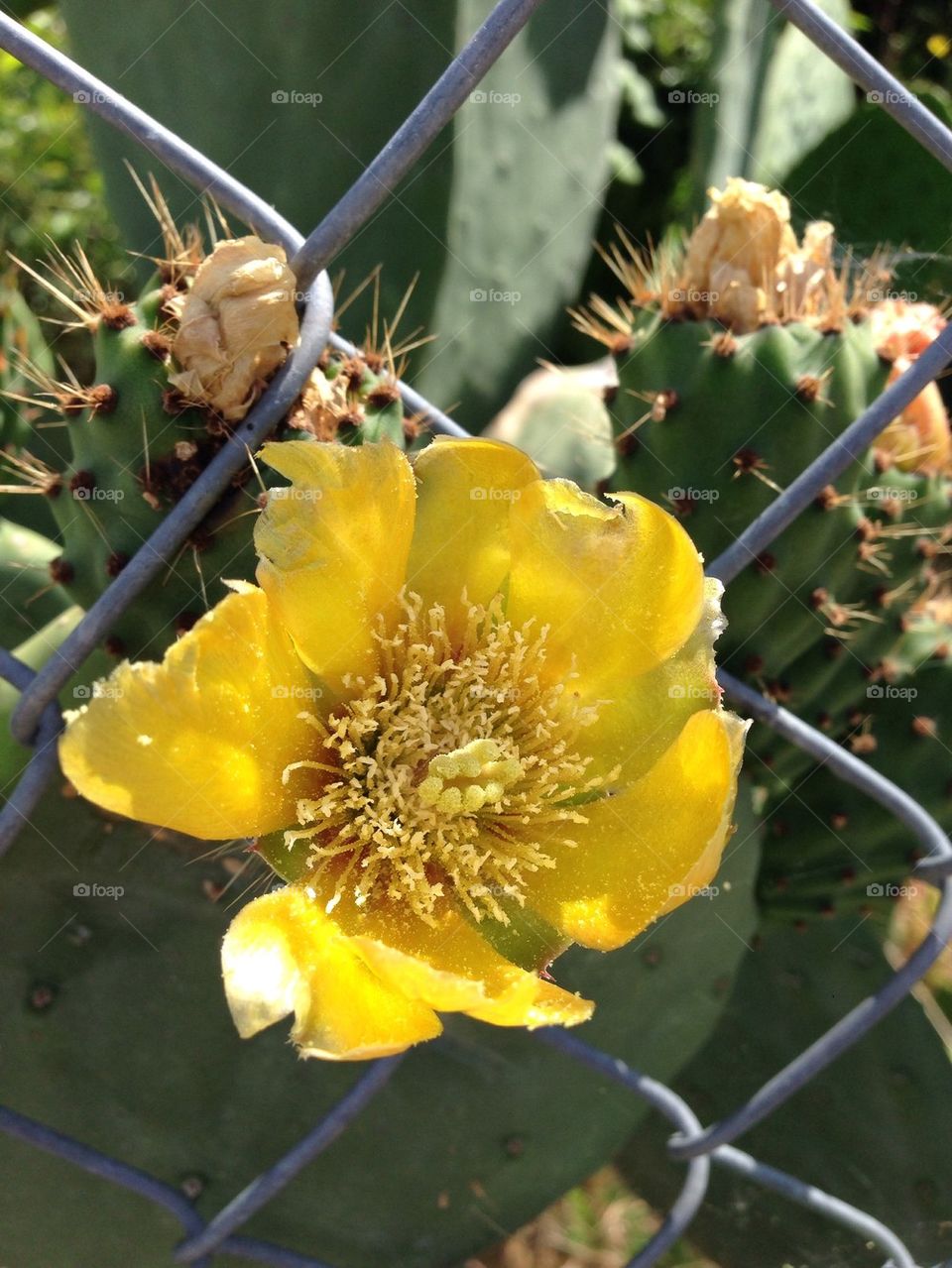 Chain link bloom