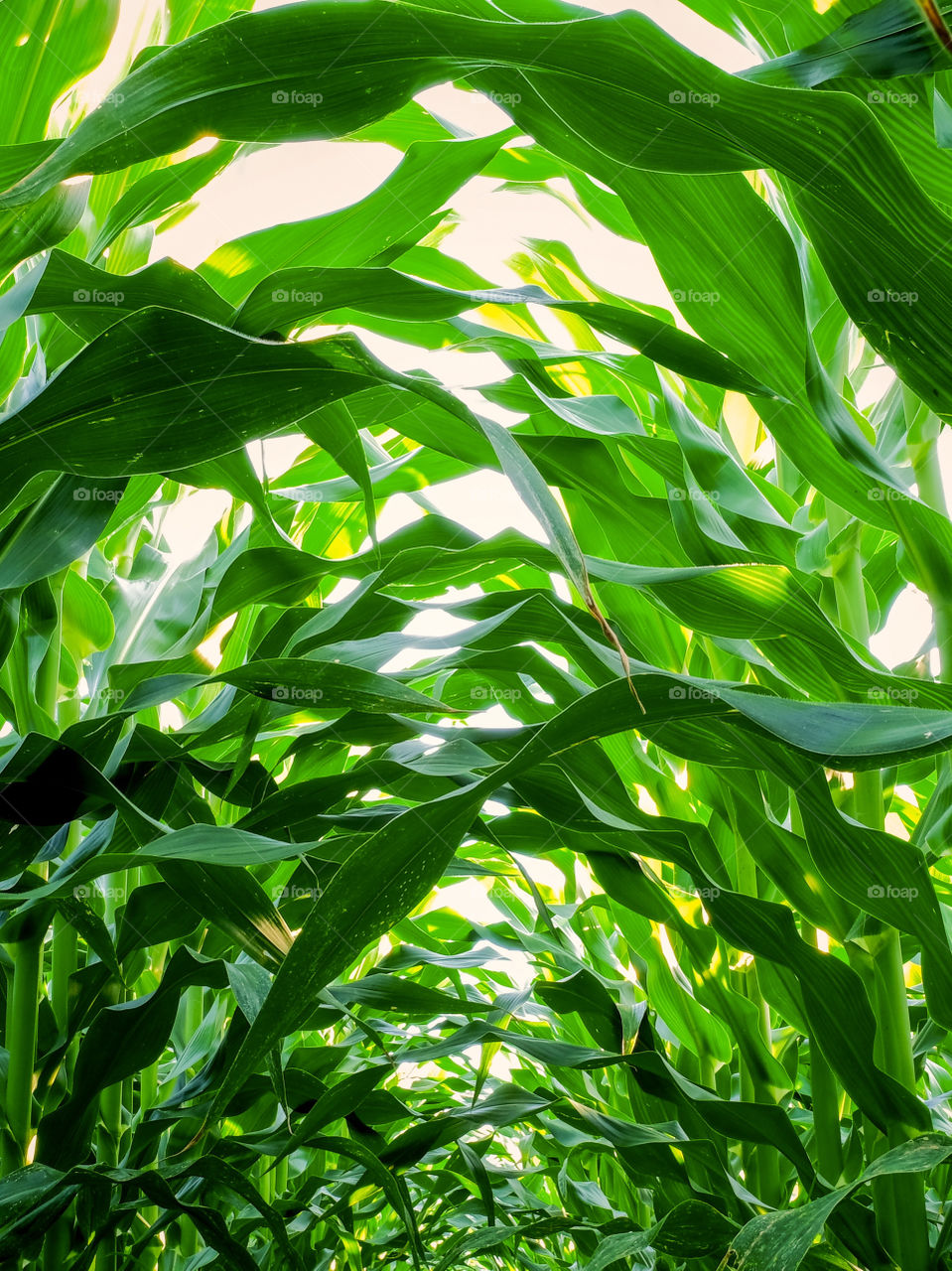 Foap, Cities and Countrysides: A lush view from deep within the corn rows along the countryside. 