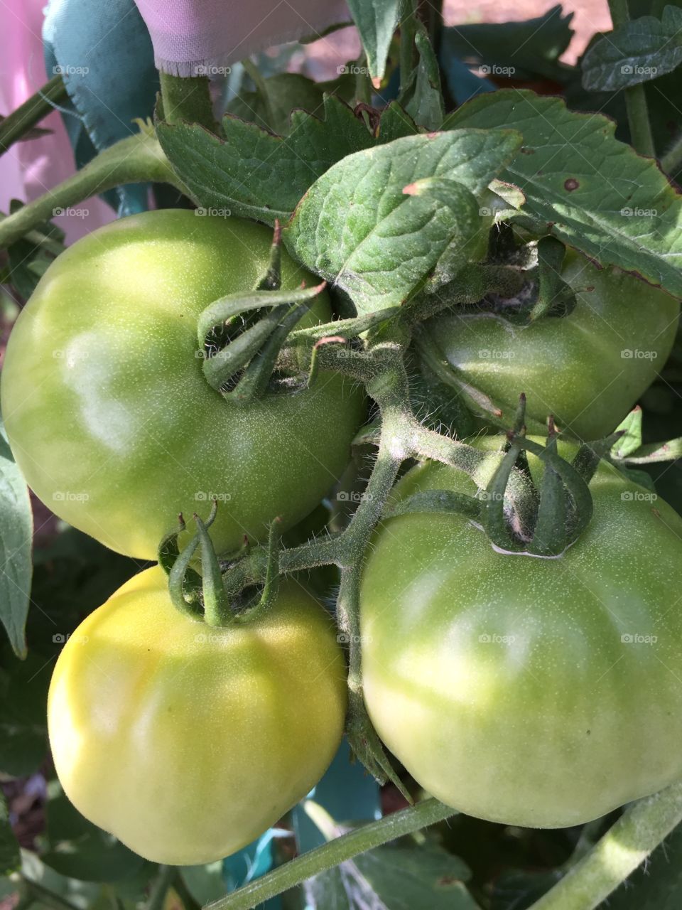 Green tomatoes on vine