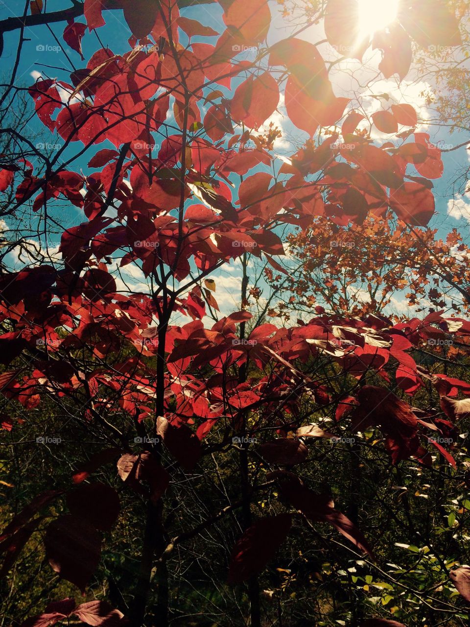 Red Tree