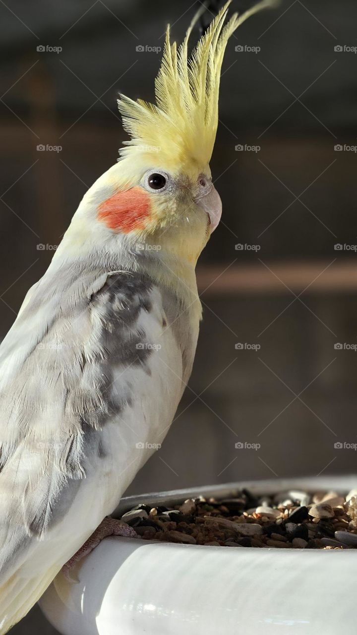 cockatiel sitting on a eating bowl ready to eat