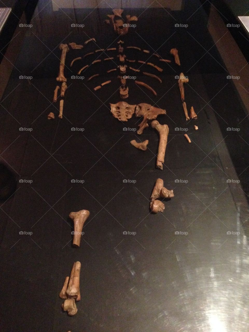 First human Ethiopian Lucy bones