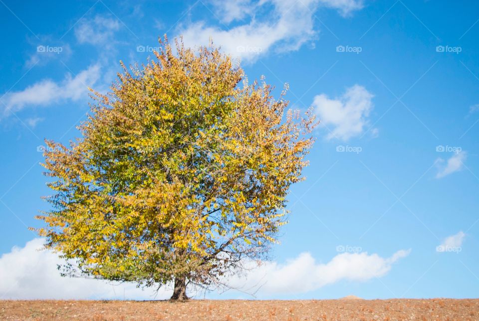 Lonely fall tree