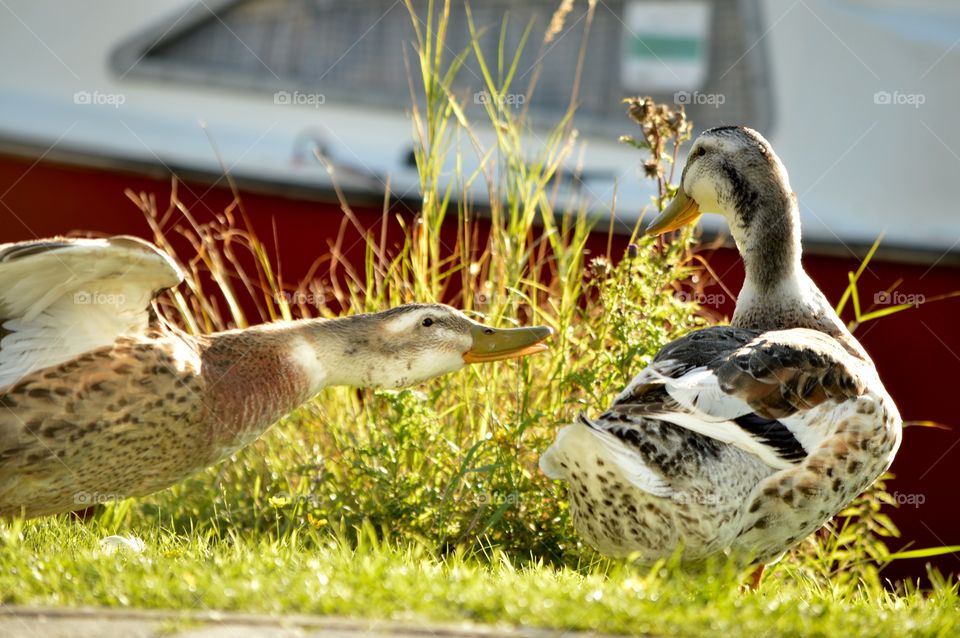 Two ducks in grass