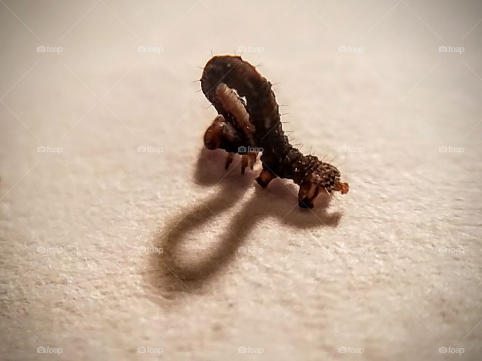 Macro View of a Tiny, Brown Inch Worm