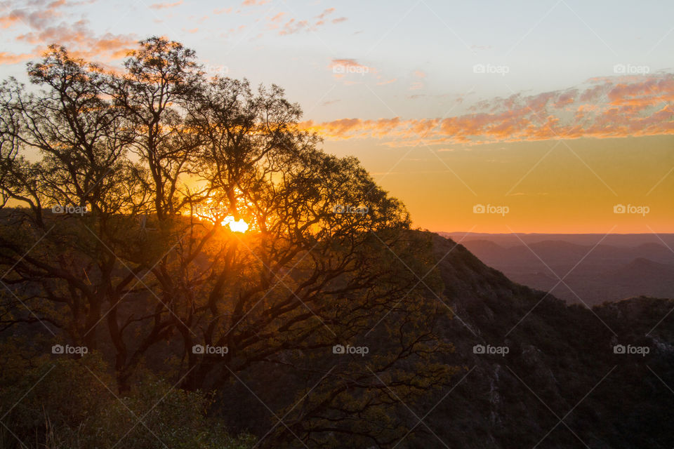 sunset after tree