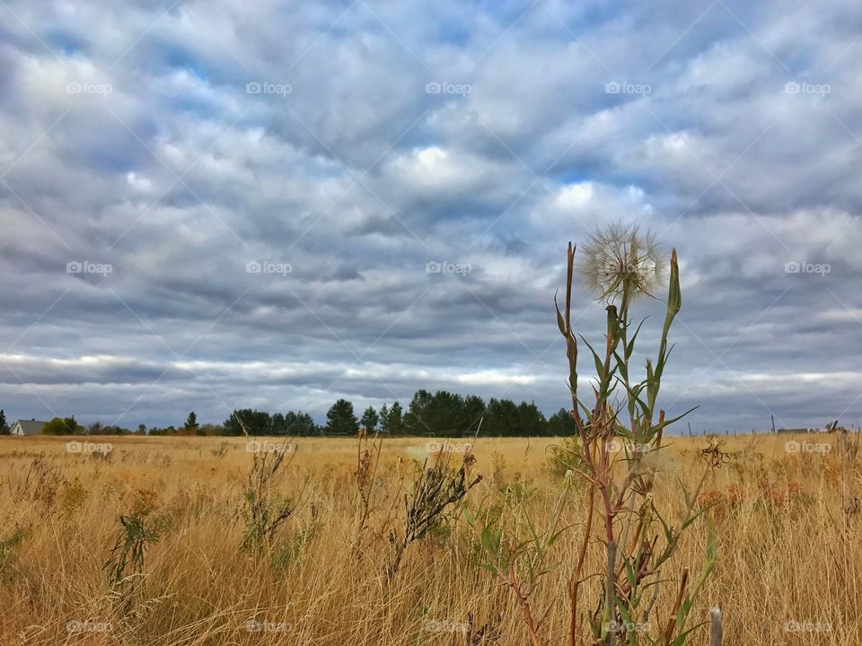 Dry flower in the prairie 