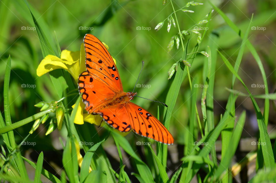 Butterfly