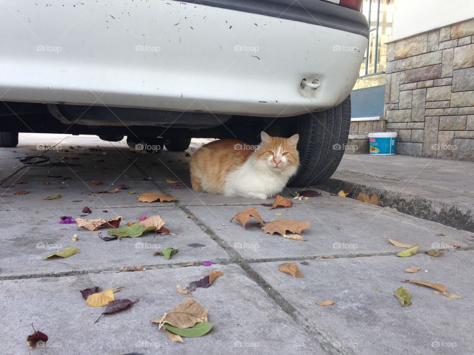 Street, No Person, Cat, Outdoors, Road