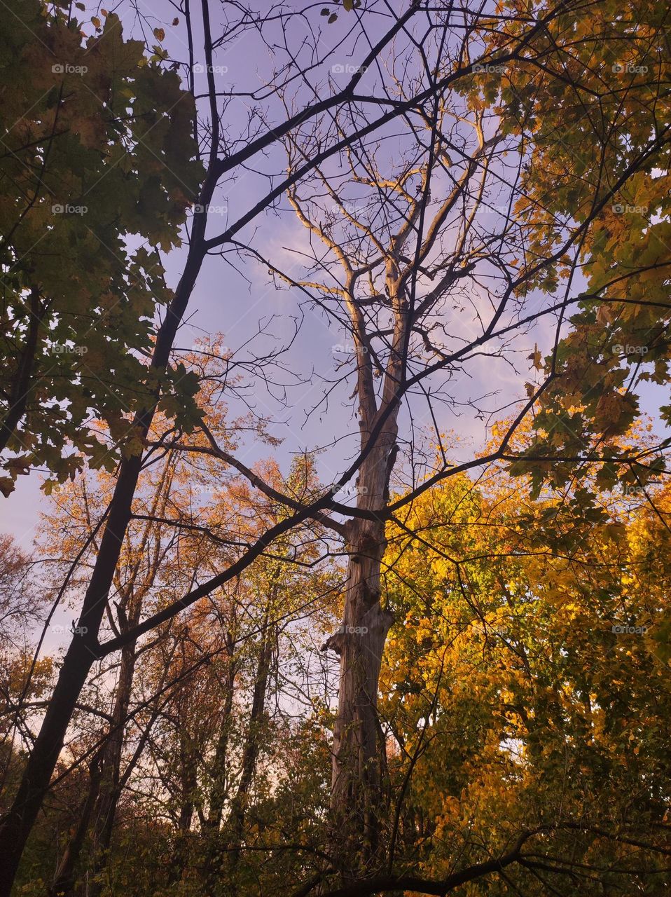 Autumn in the forest