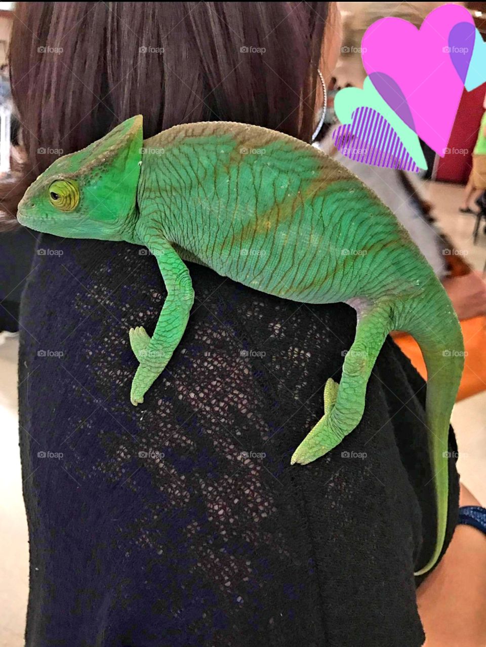 A unique beautiful creature, a chameleon from Madagascar!