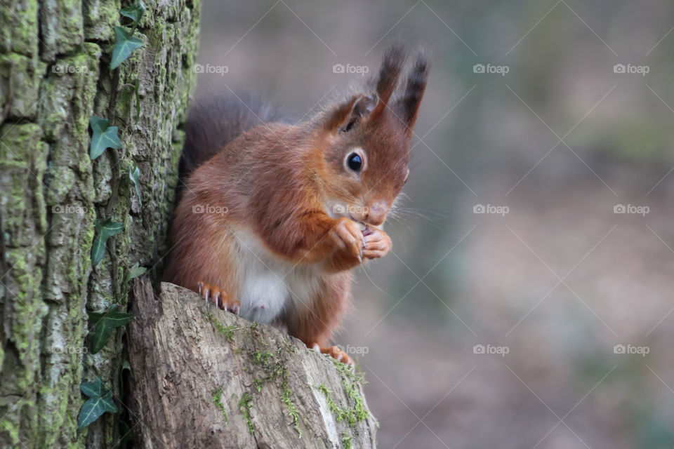 Squirrel eating and watching me at the same time.