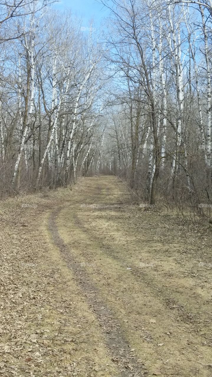 poplar trail