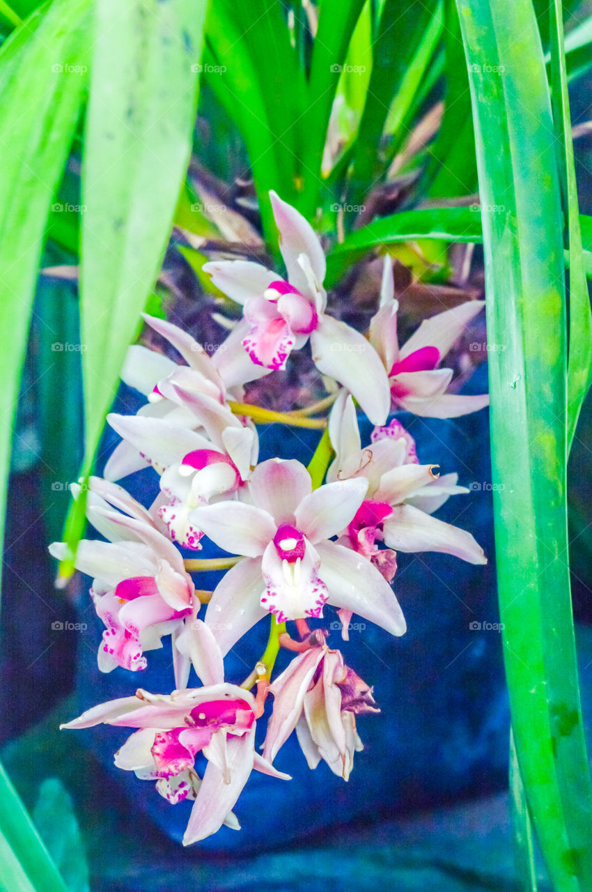 Clematis The Queen of Vines, also known as traveller's joy, are mainly of Chinese and Japanese origin. The genus is composed of mostly vigorous, woody, climbing vines.