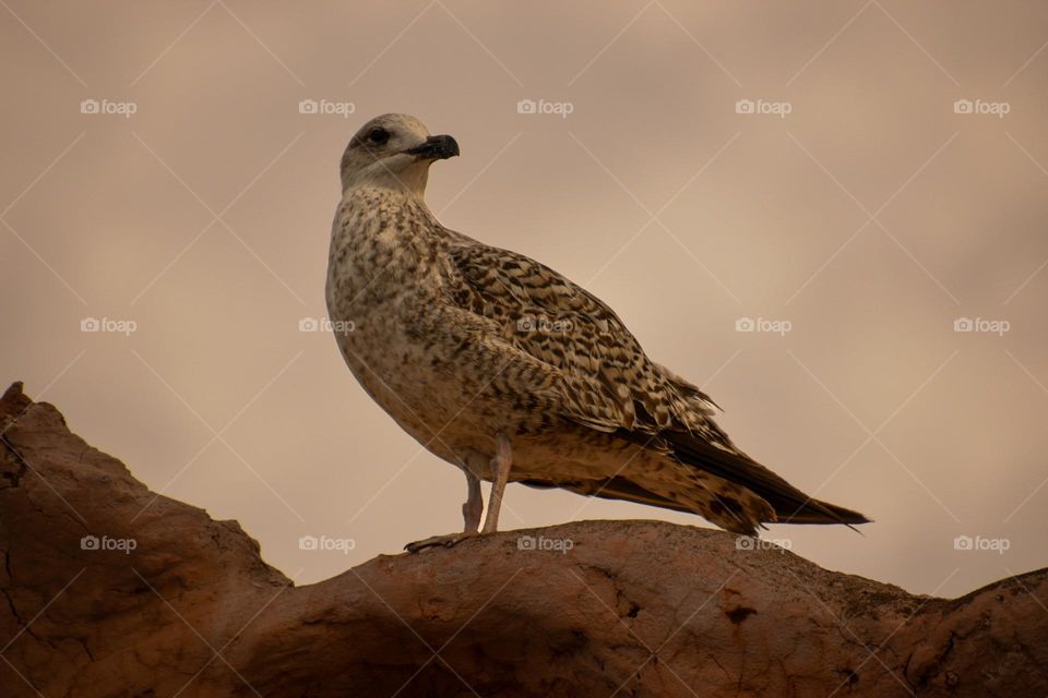 A stunning seagull, sitting on a stone and searching for his next prey. This picture was captured from underneath the gull.