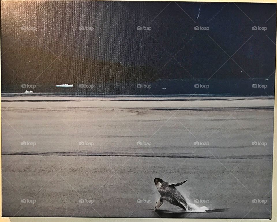 Whale Watching a Souvenir Canvas