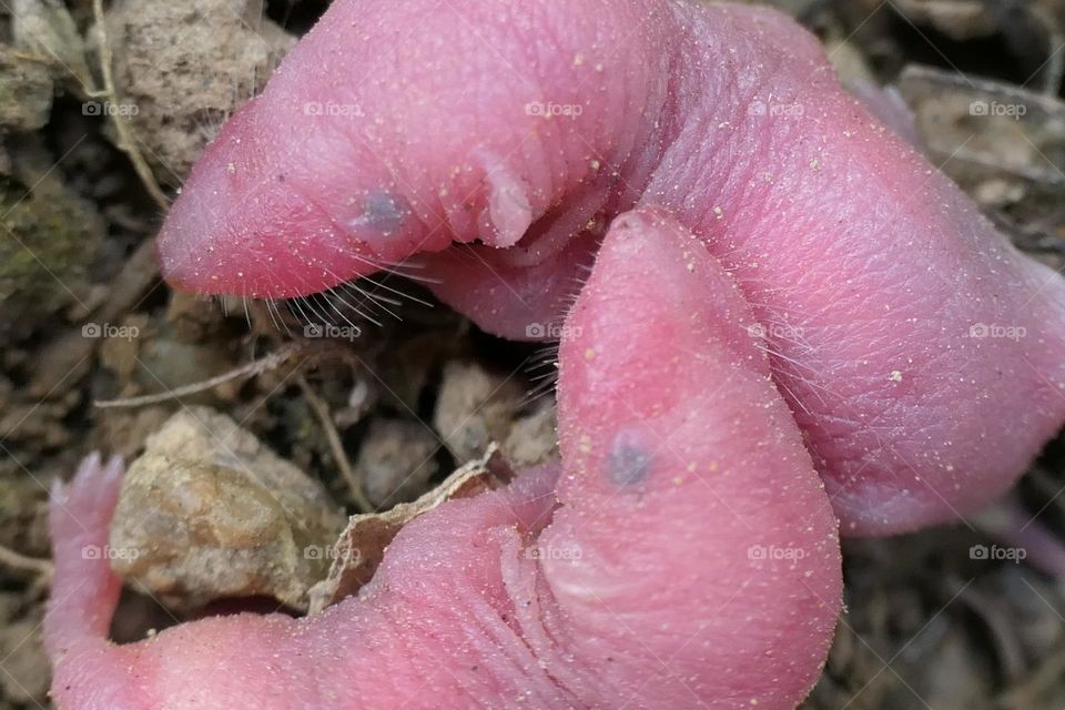 Two newborn mice