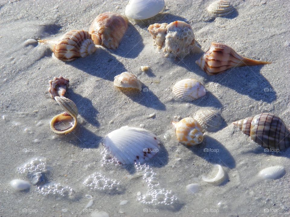 Sanibel Island Shells
