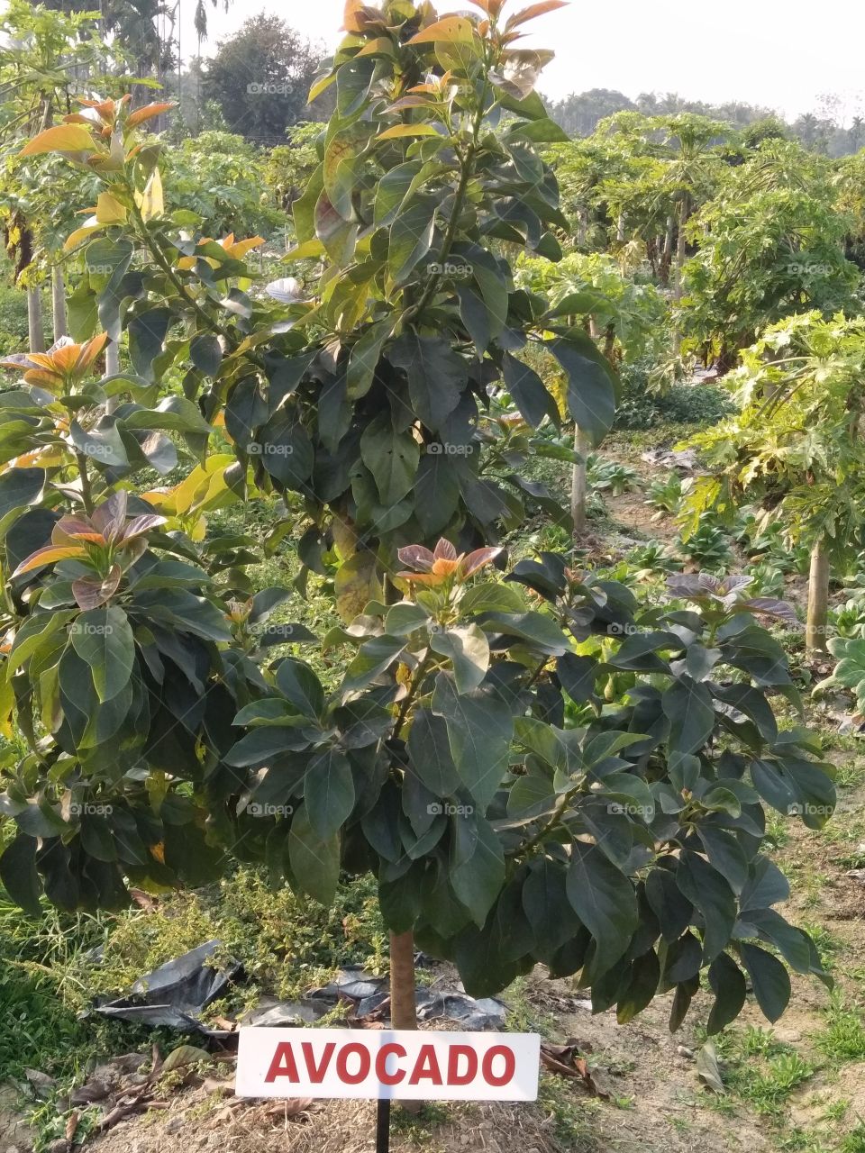 Avocado Plant