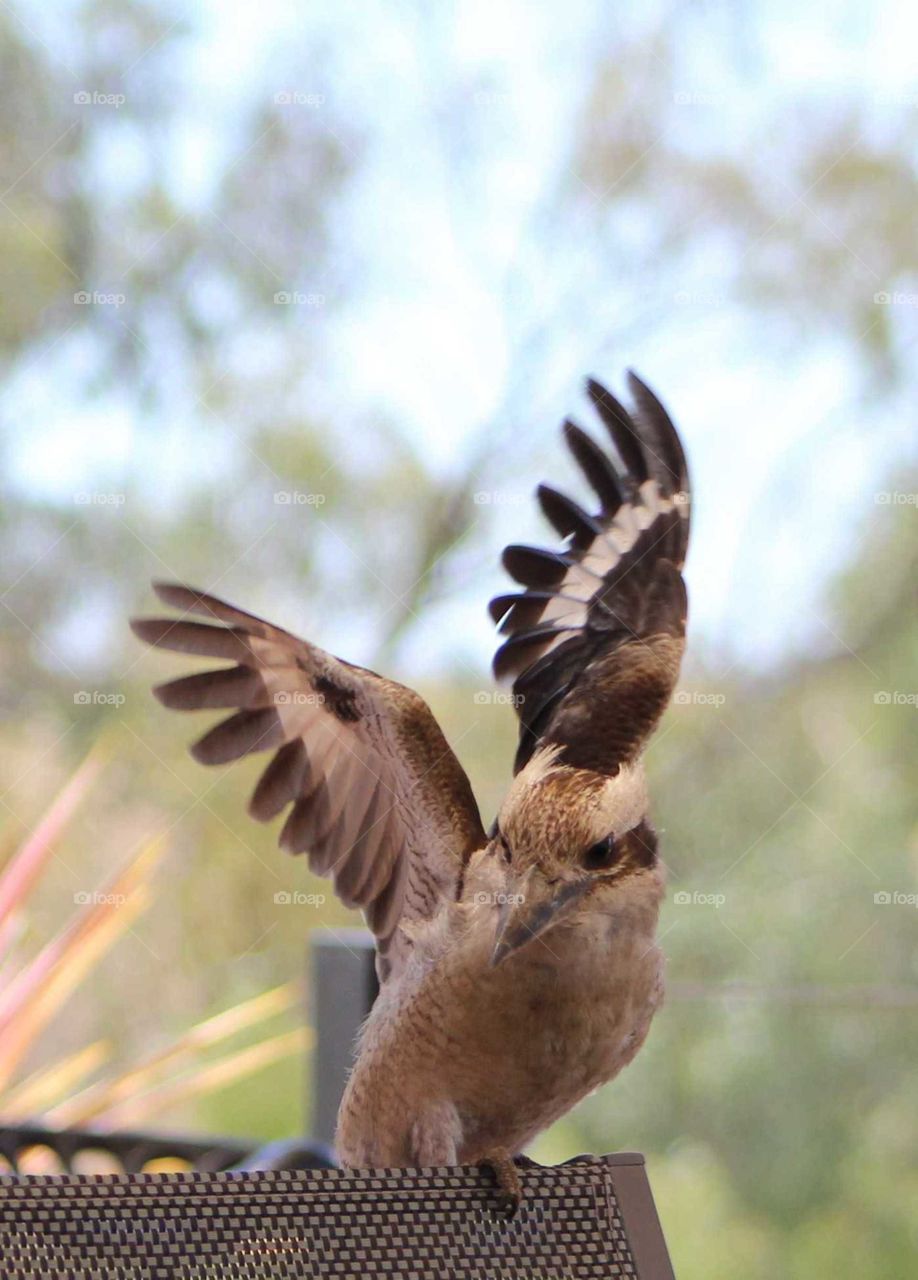 Kookaburra taking flight