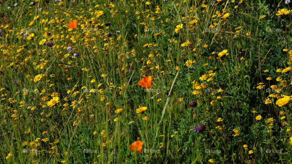 Field of spring wildflowers