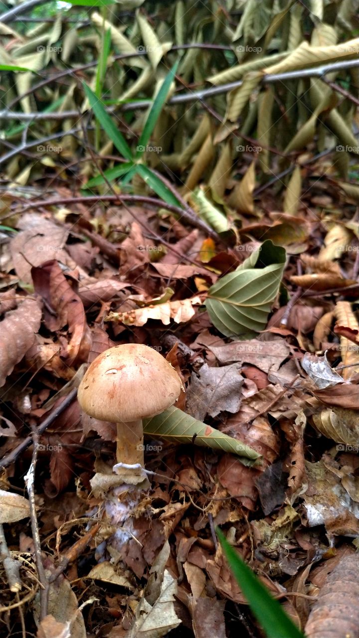 Brown mushroom in a forest