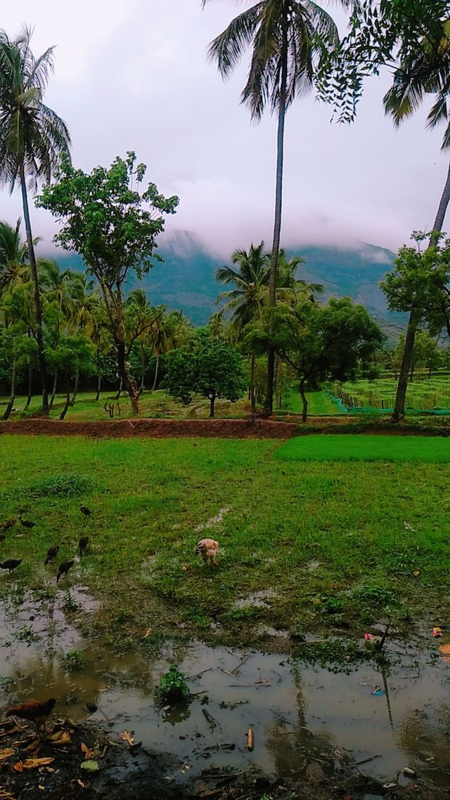 nature beauty