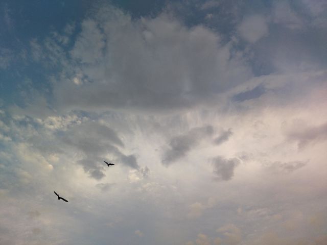Cloudy sky and seagulls