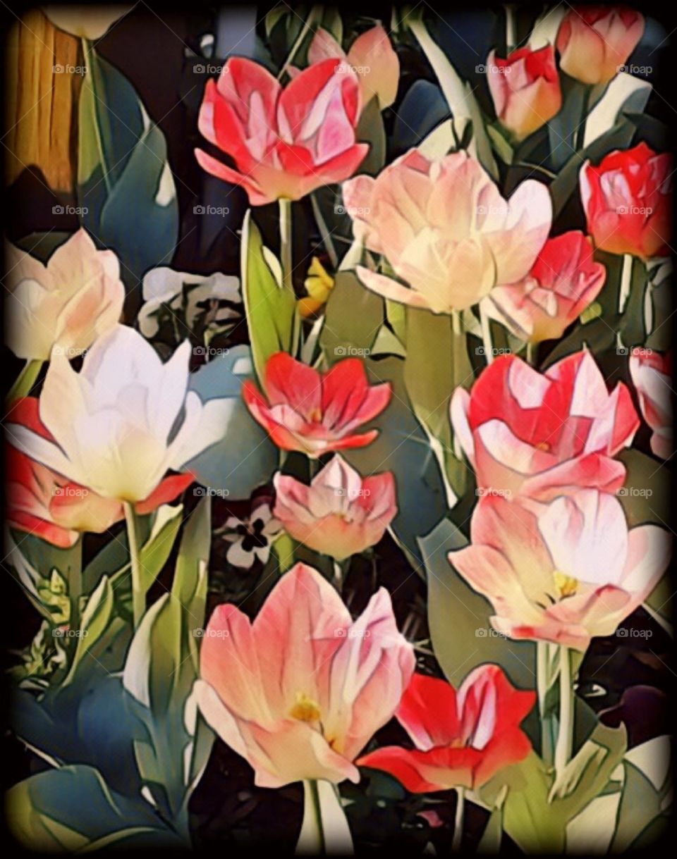 Tulips 