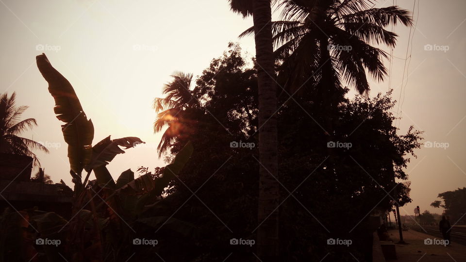 Coconut and banana tree in sunset.