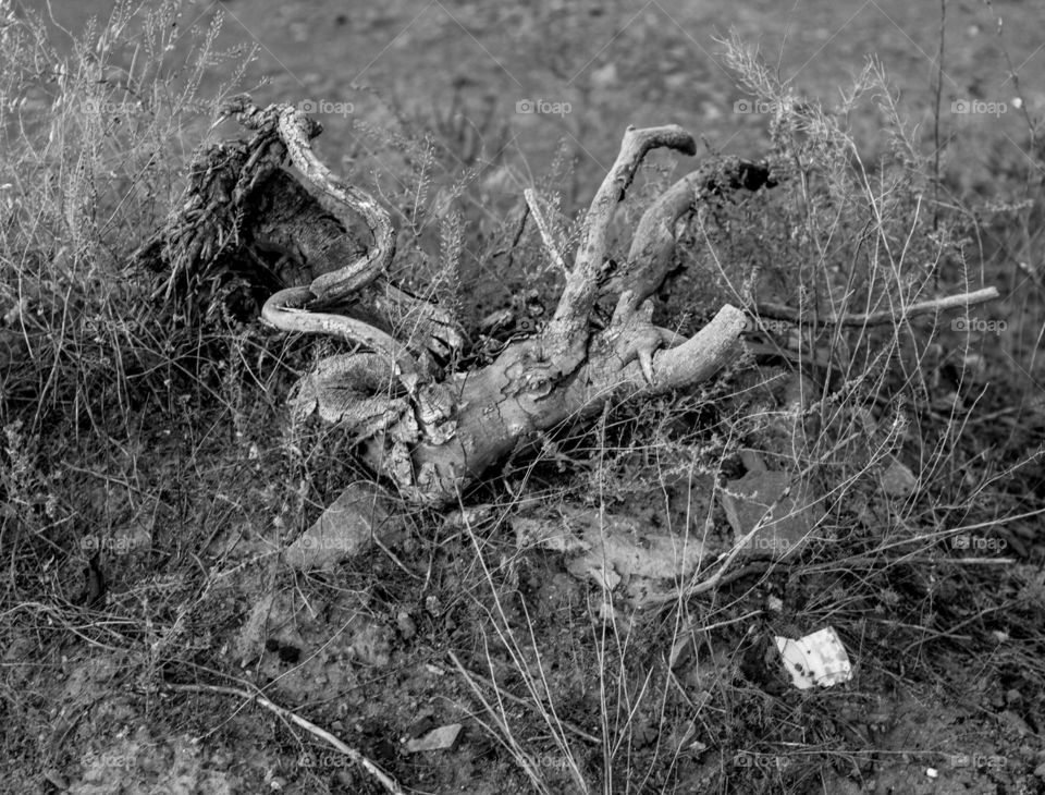 Black and white photo of the root.