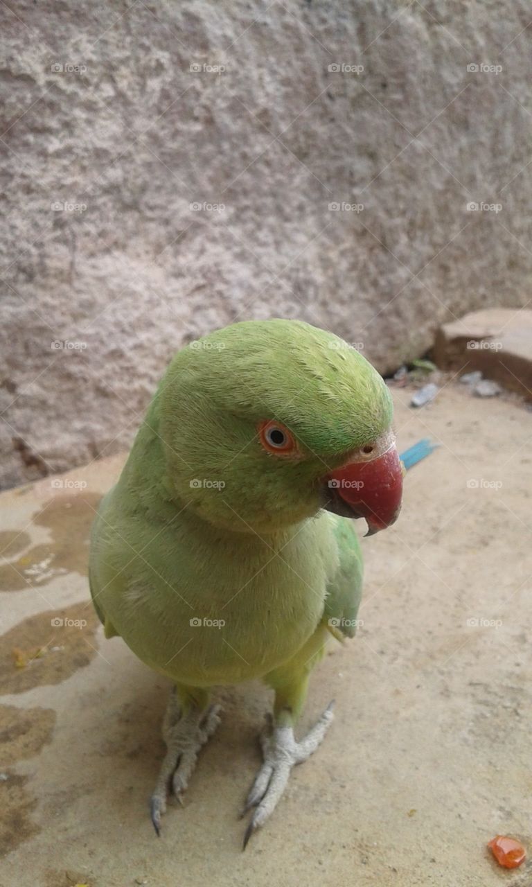 Parrot see