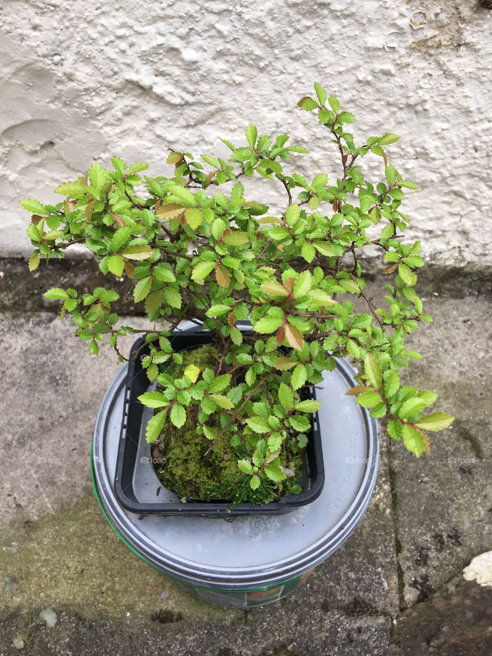 A top view photo of my Bonsai and it has never looked so good. Green, healthy and full of shape. 