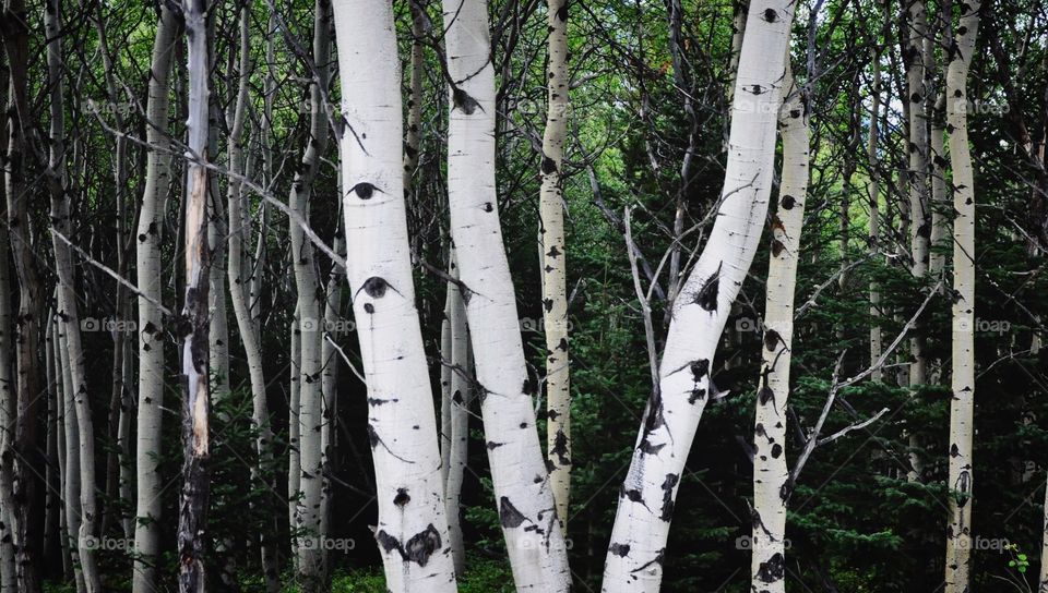 Birch trees in the forest in Alberta, Canada