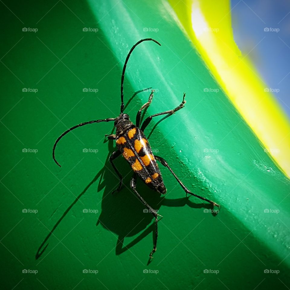 Mr beetle!