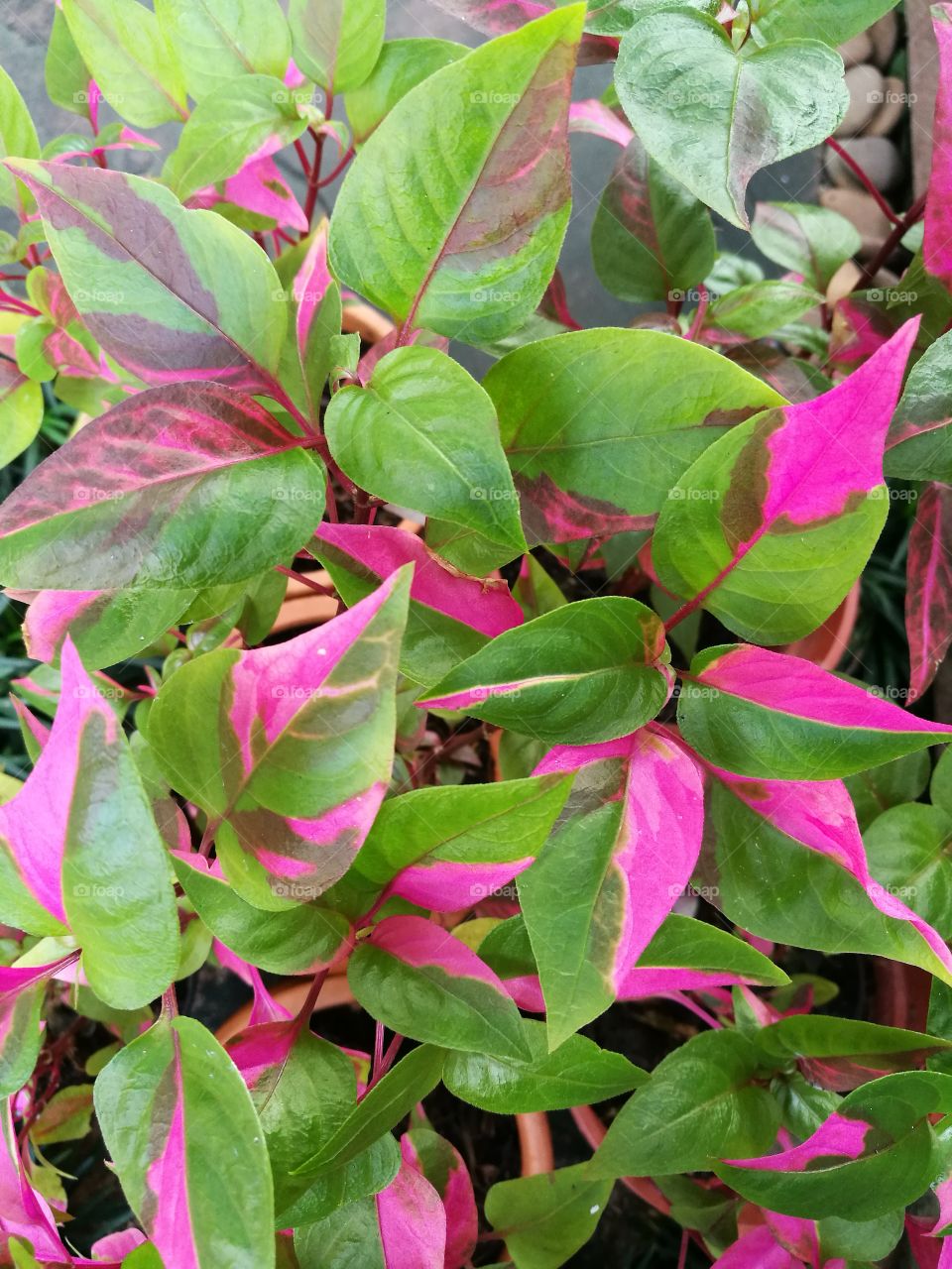background of pink and green leaves