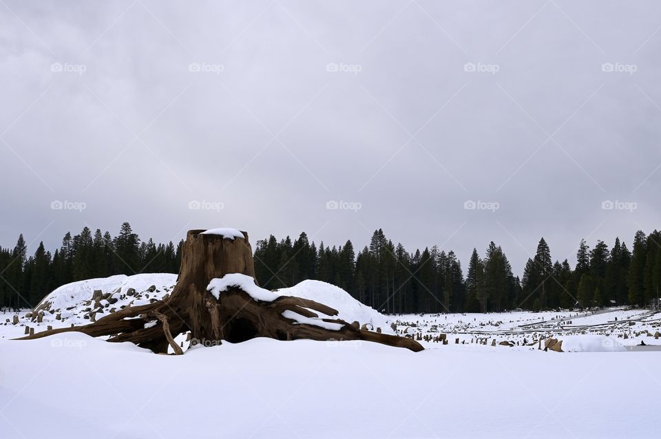 Close up shot of dead tree trunk with roots in the snow at empty Pine Crest Lake during winter. 