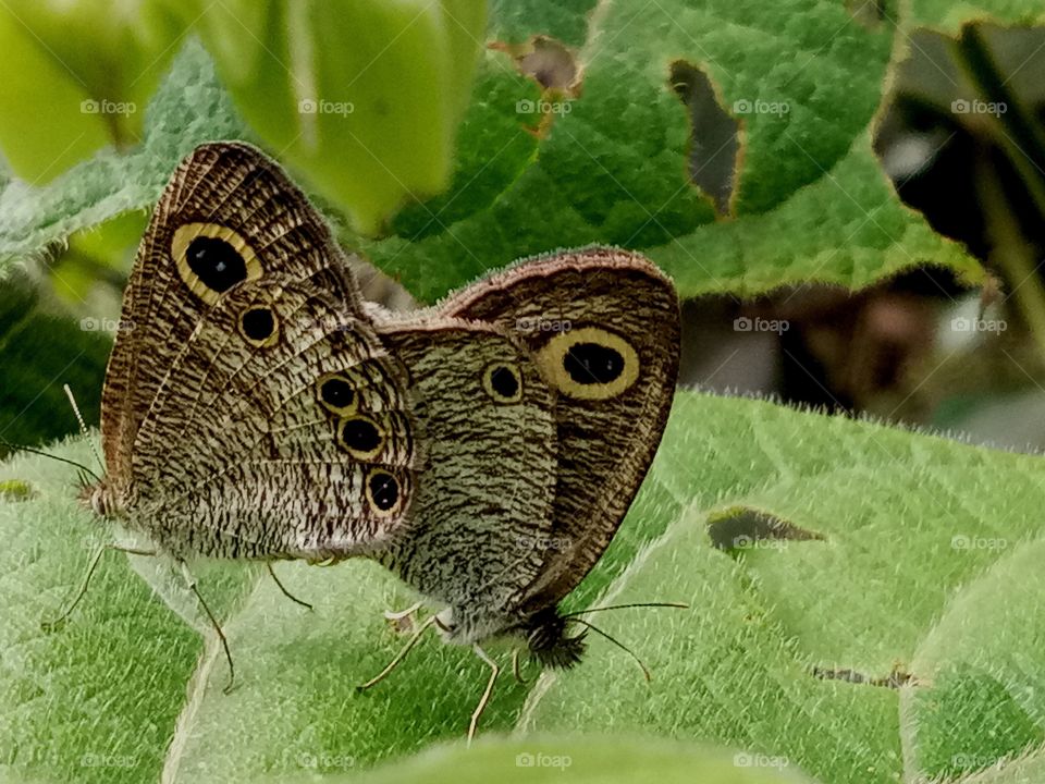 Butterfly  love