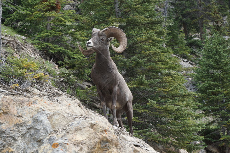 Took a photo of this big horn whilst I was walking along a road in Canada 🇨🇦 