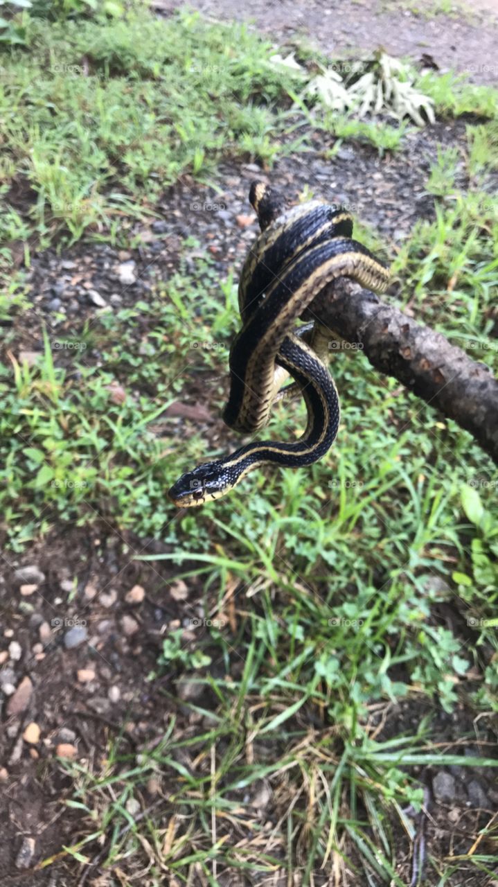Snake on a stick