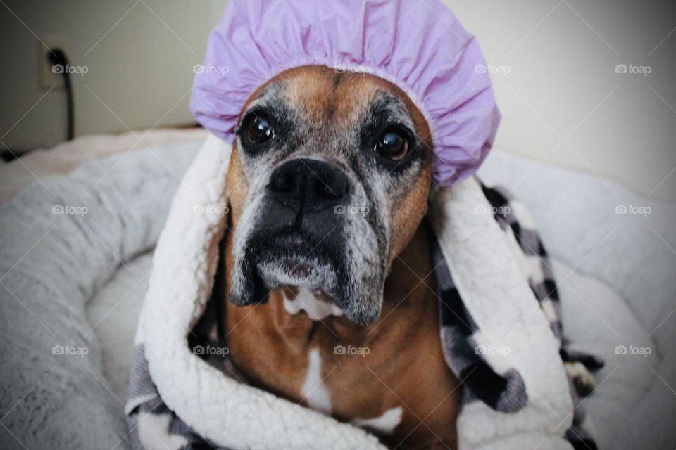 Spoiled rotten boxer, attending to post shower business 