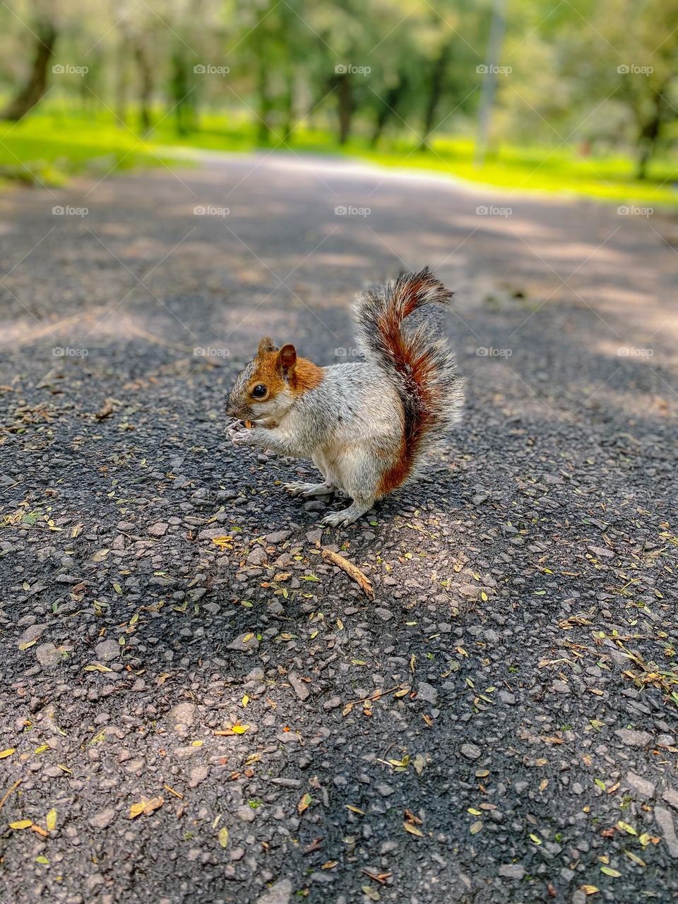Squirrel 
