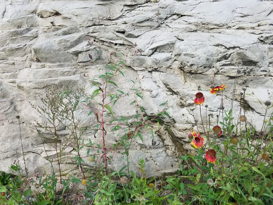 Rock behind roses