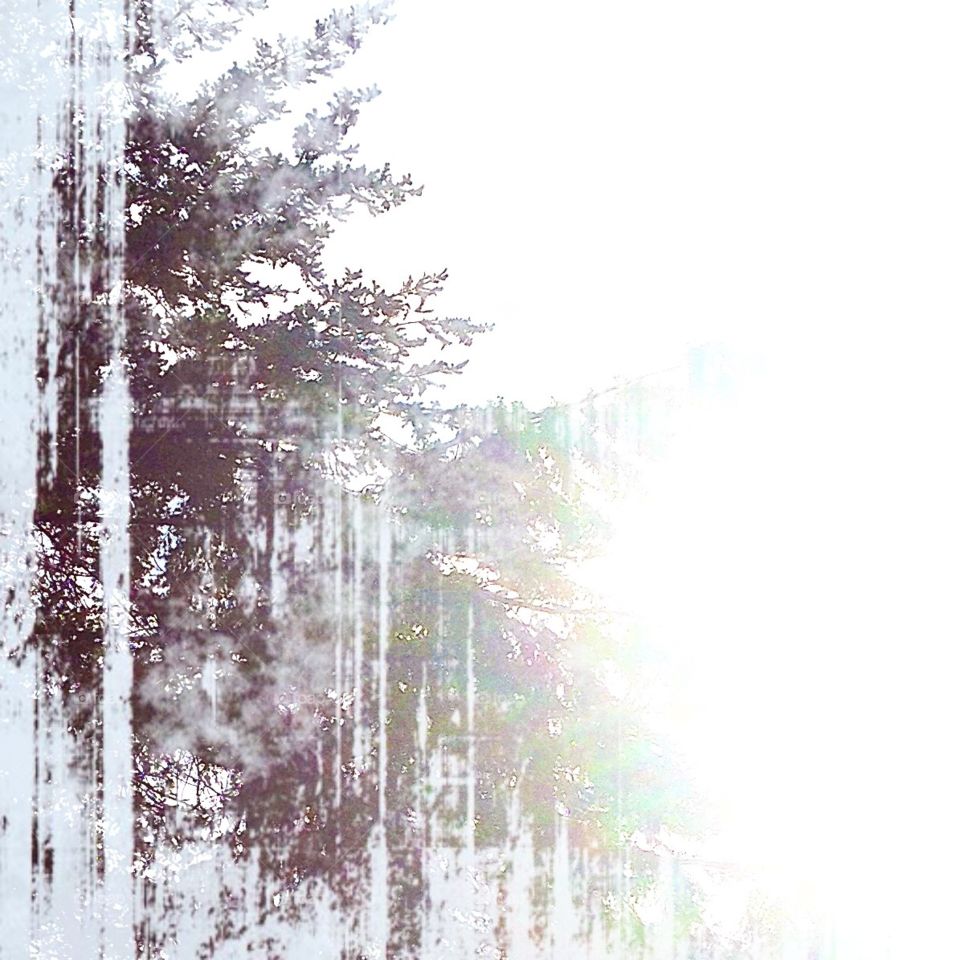 A photo I took of some trees and edited.