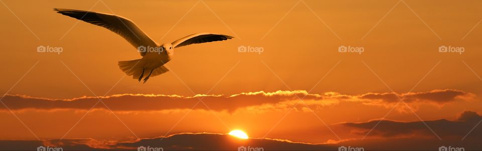 Seagull flying at sky during sunset