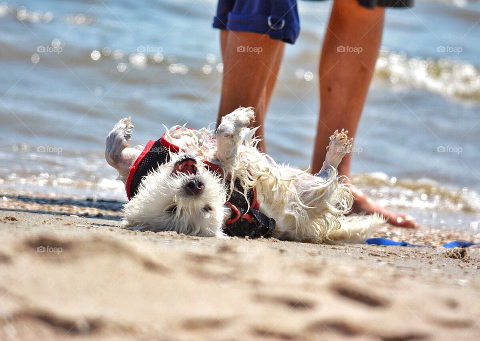 Beach dog