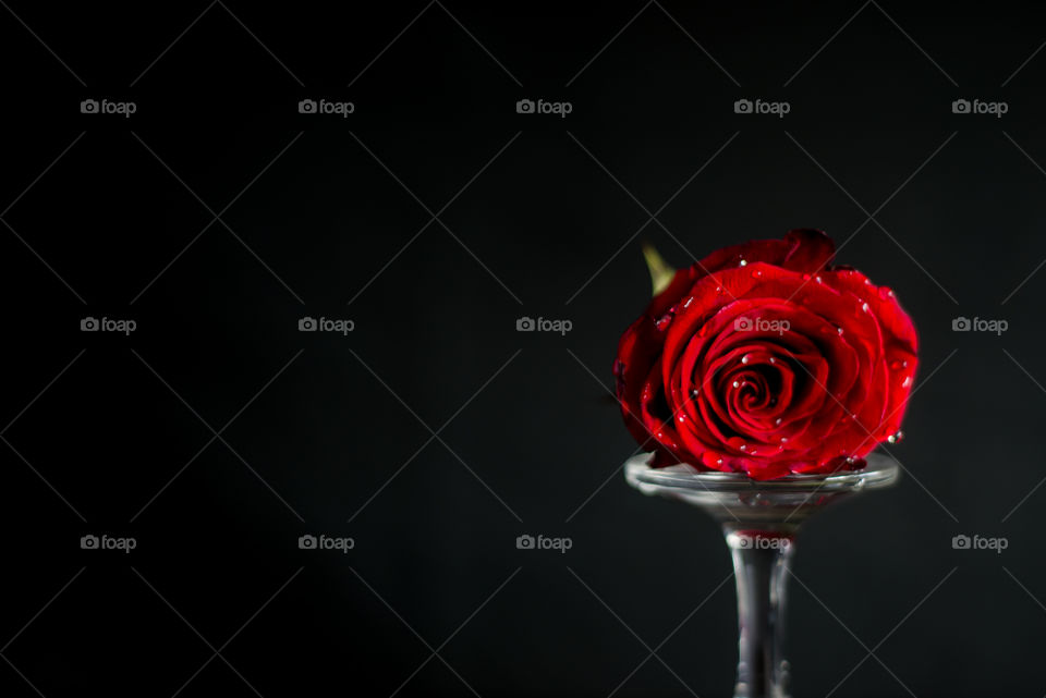 Sección de foto, Copa+Rosa= Amor, Belleza. Apreciada por su belleza y por su Fragancia. 
