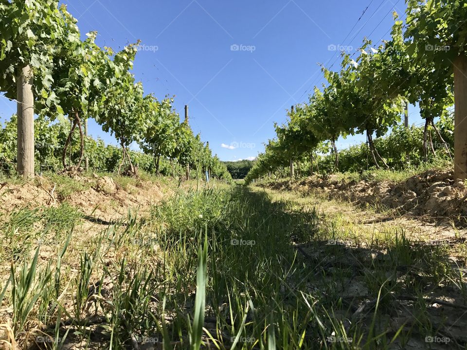 Grape vines, Grand River Valley Region, NE Ohio