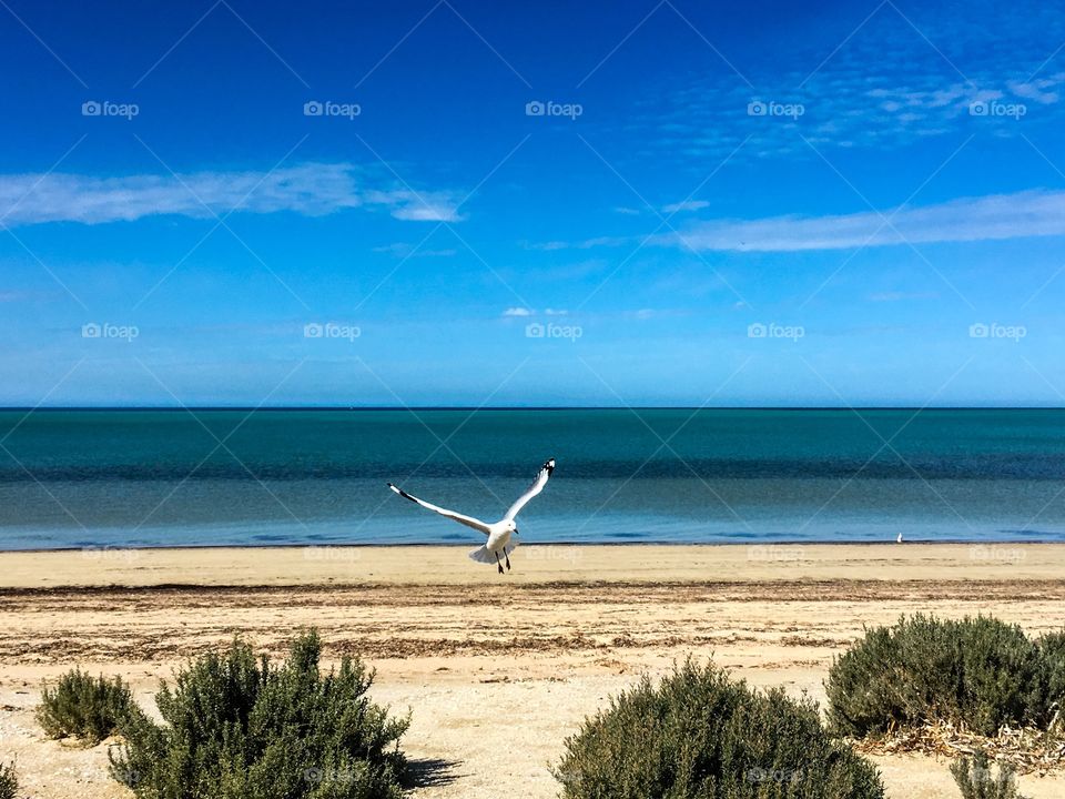 Seagulls
Flying low landing in foreground, south Australia beach background 